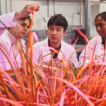 Plant analysis under artificial light – Three students in lab coats are examining a test tube behind plants illuminated by a reddish light Three students in white lab coats are standing in a laboratory behind tall, grass-like plants, which are illuminated by reddish artificial light. One of the students is holding up a small test tube and examining its contents, whilst the other two watch intently.