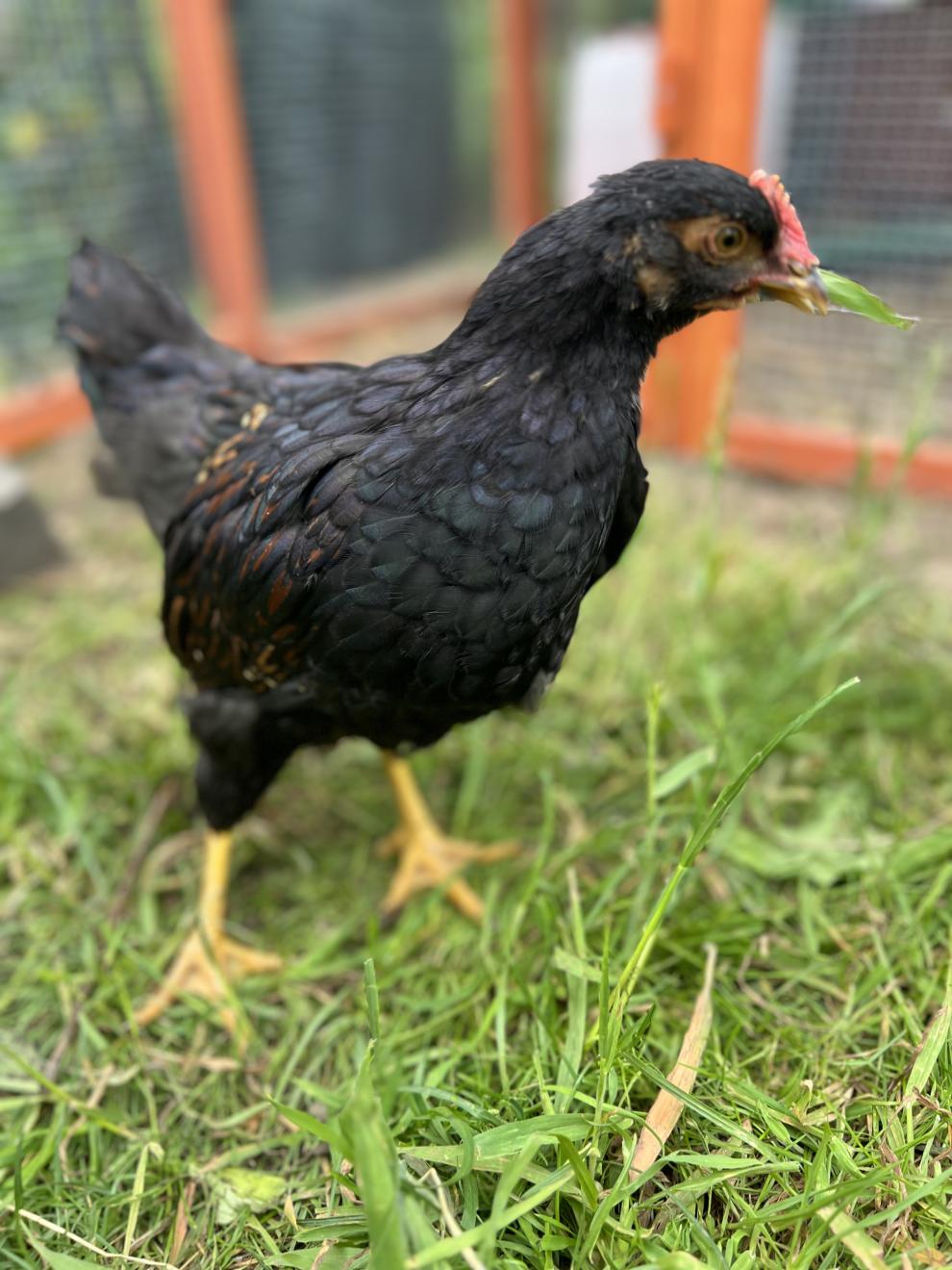 Eine Nahaufnahme eines schwarzen Huhns, das im Gras steht. Das Huhn hat gelbe Beine und hält ein Stück grünes Blatt in seinem Schnabel. Im Hintergrund ist eine unscharfe Ansicht des Hühnerstalls mit orangefarbenem Rahmen und Drahtgeflecht zu sehen.