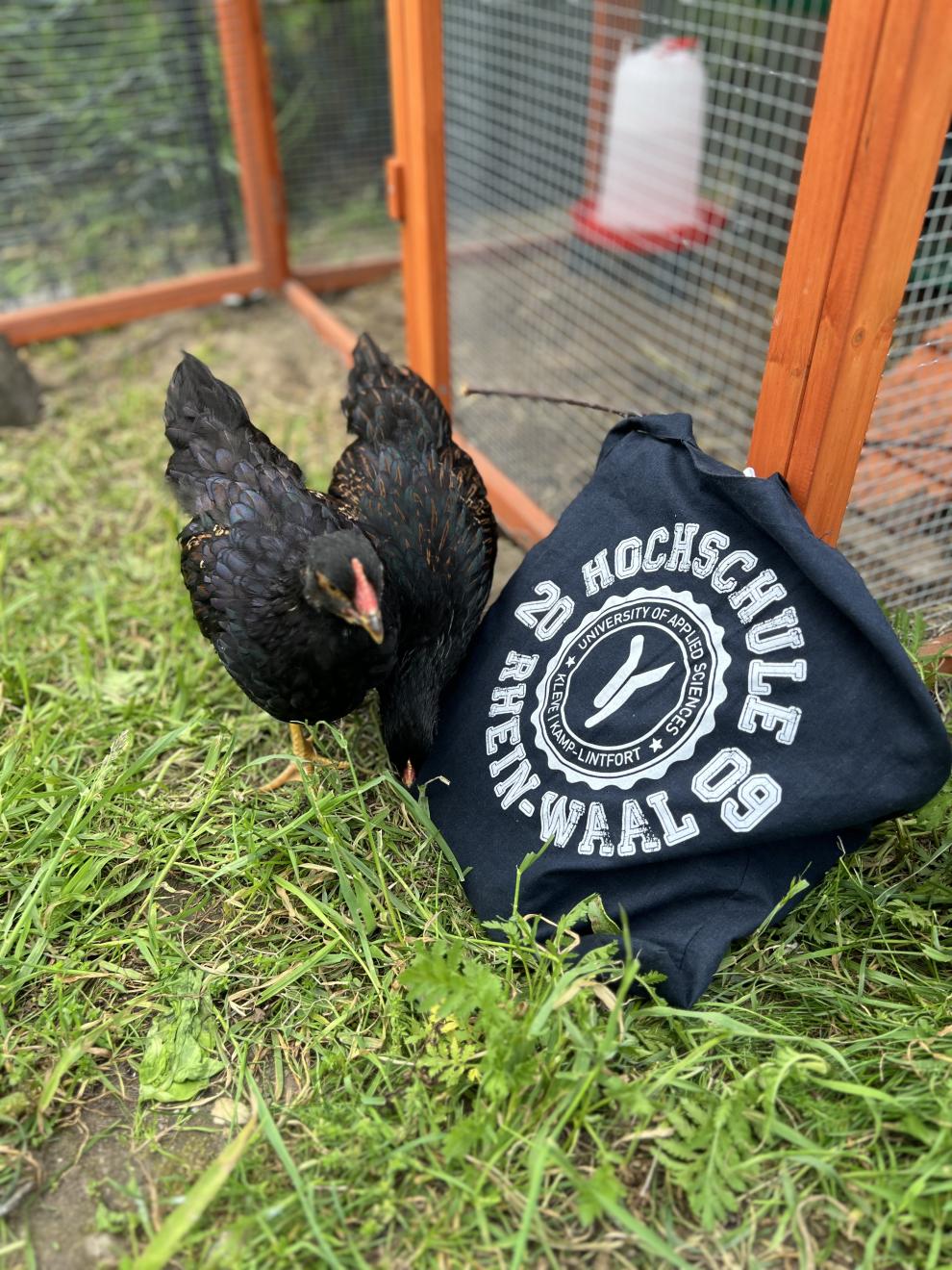 Ein schwarzes Huhn steht im Gras neben einem schwarzen T-Shirt mit weißem Text. Der Text auf dem T-Shirt lautet „HOCHSCHULE RHEIN-WAAL 09“ und „UNIVERSITY OF APPLIED SCIENCES“ mit weiteren Details. Das Huhn scheint im Gras zu picken.